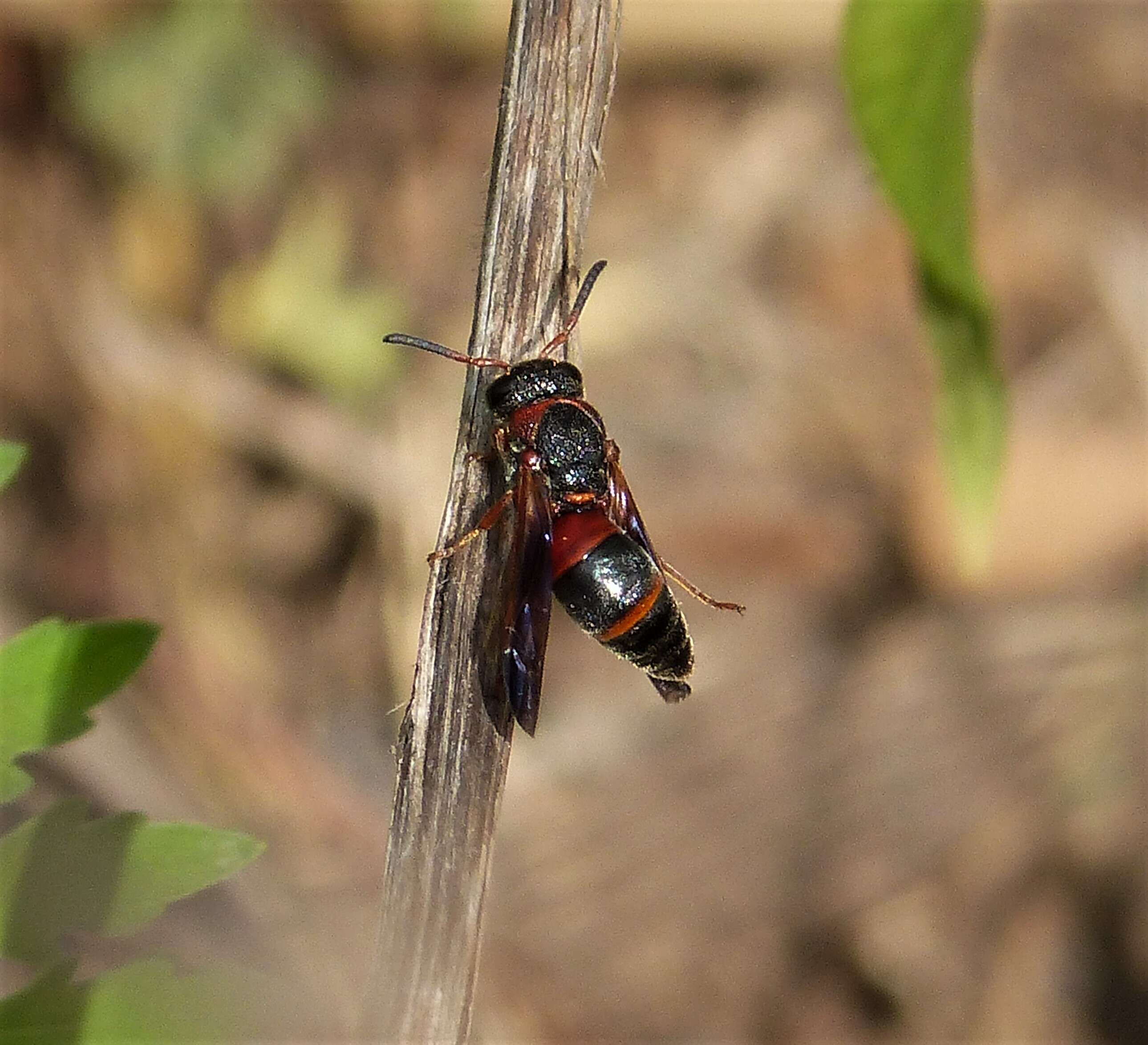 Image of Red-marked Pachodynerus