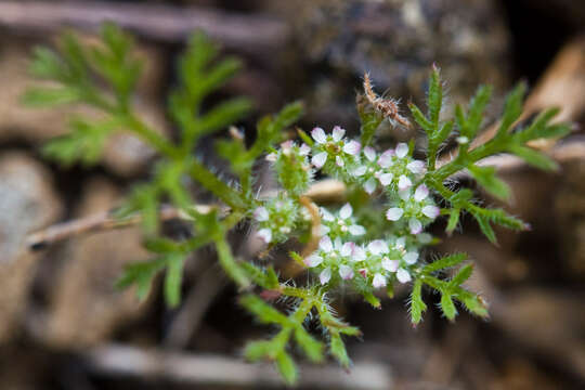 Image of wild carrot