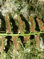 Image of hollyfern