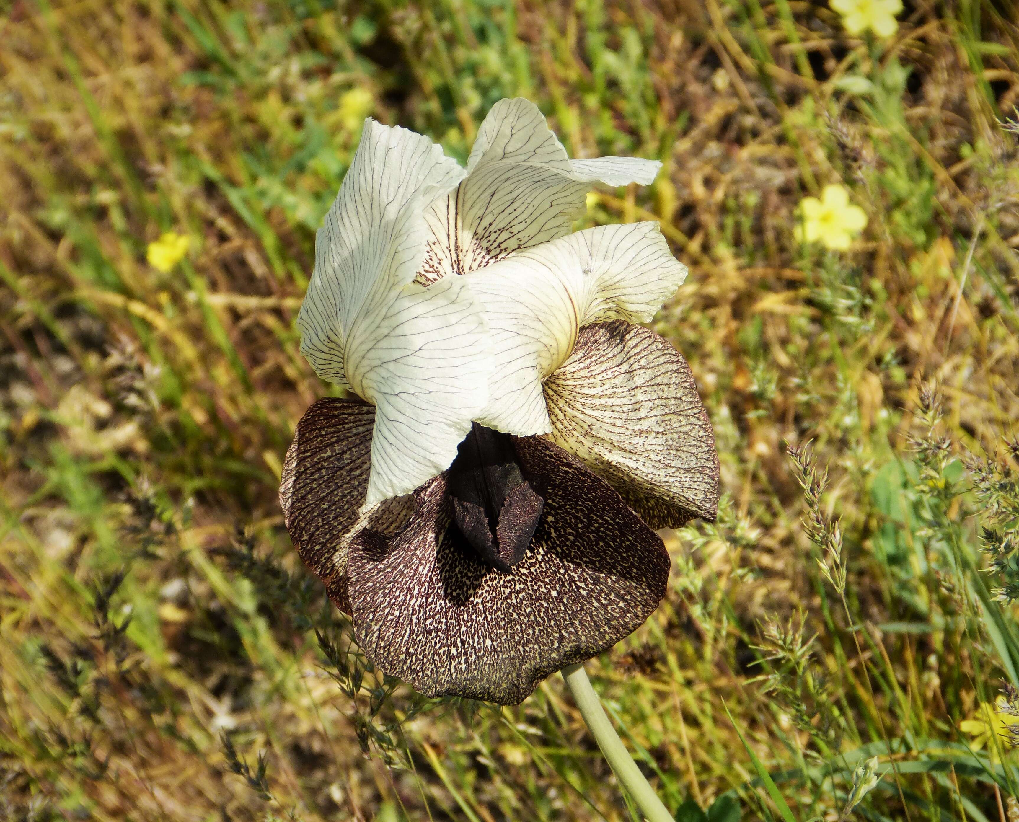 Слика од Iris iberica subsp. elegantissima (Sosn.) Fed. & Takht.