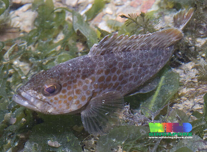 Imagem de Epinephelus coioides (Hamilton 1822)