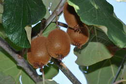 Image of kiwi-fruit family