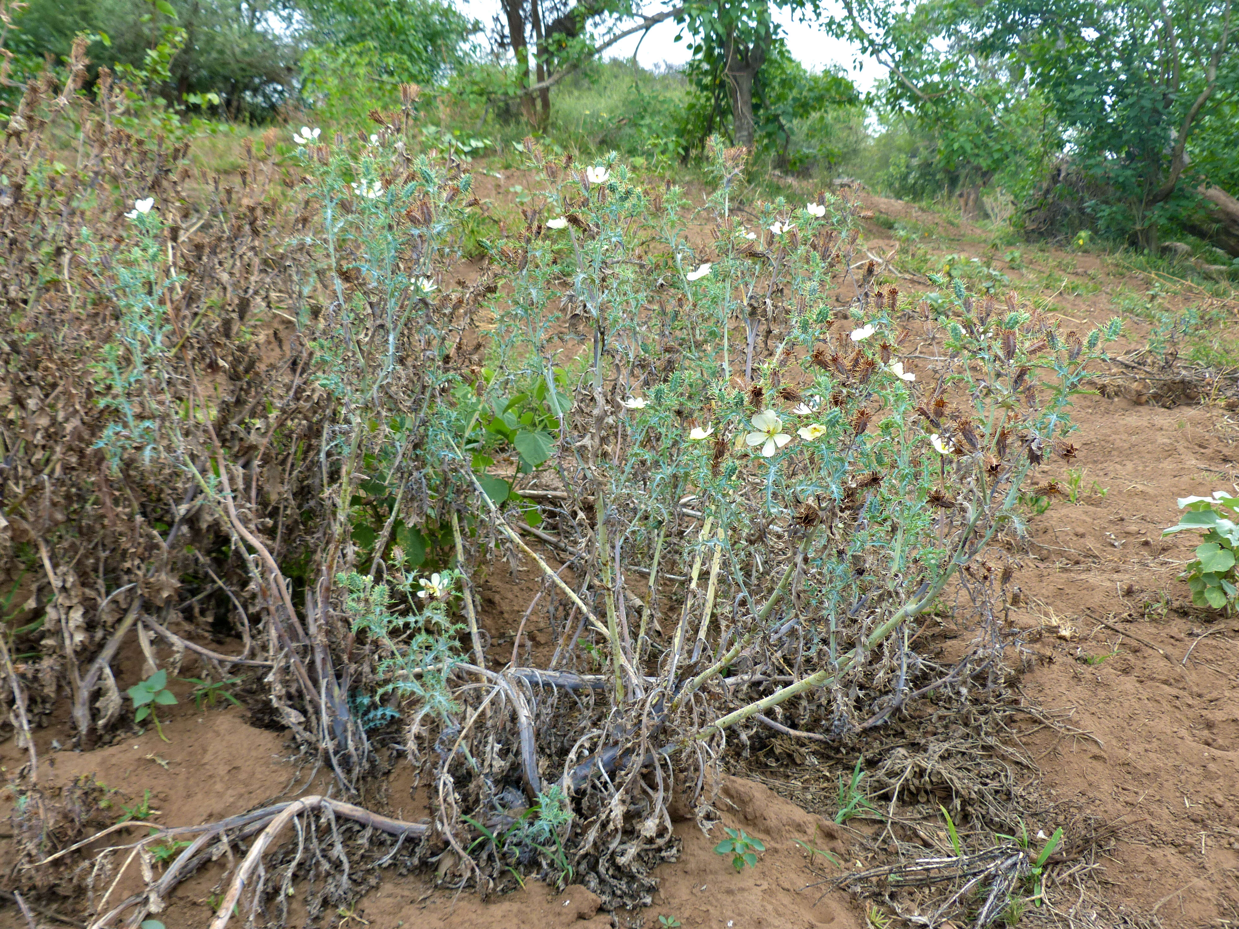 Image of pricklypoppy