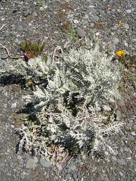 Image of dusty miller