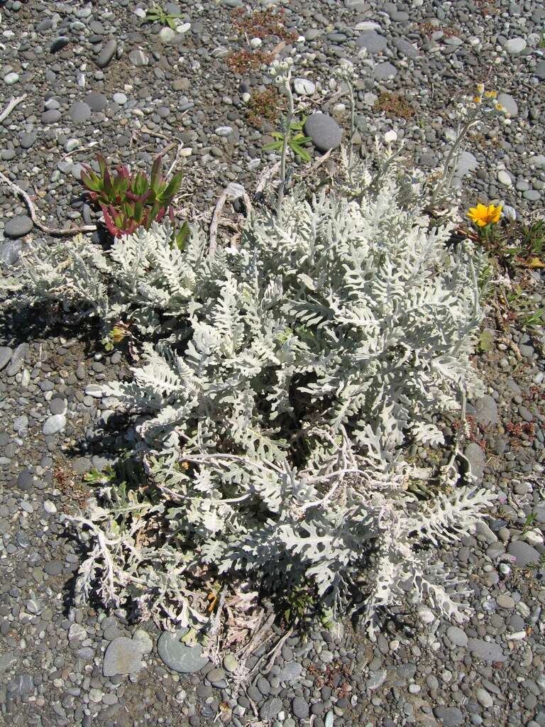 Image de Jacobaea maritima subsp. maritima