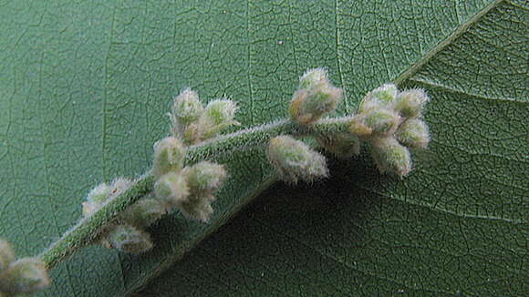 Myrcia tomentosa (Aubl.) DC.的圖片