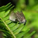 Image of Four-spotted Hairstreak