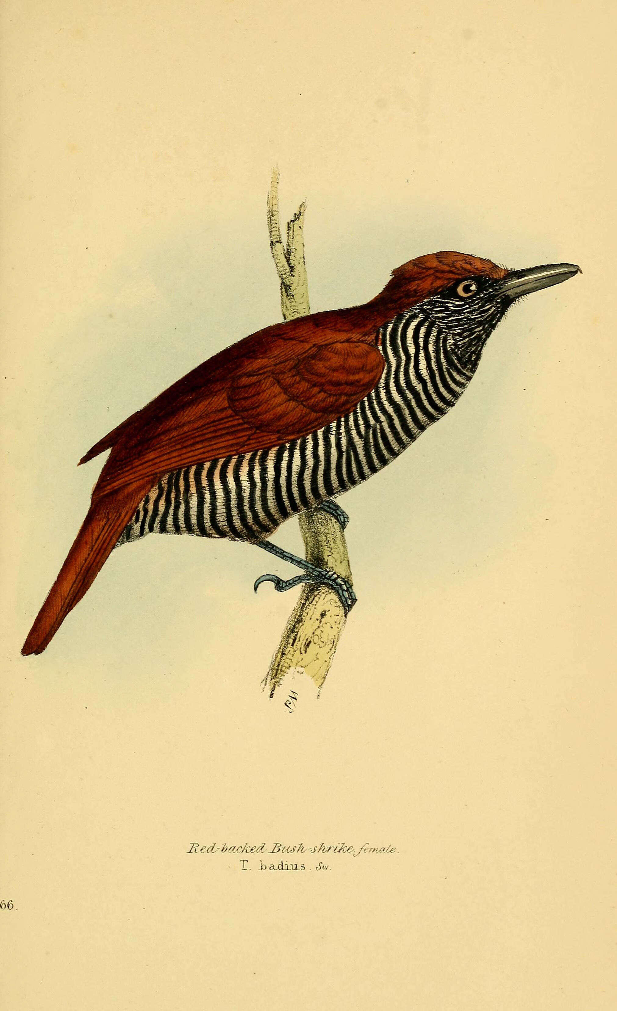 Image de Thamnophilus Vieillot 1816