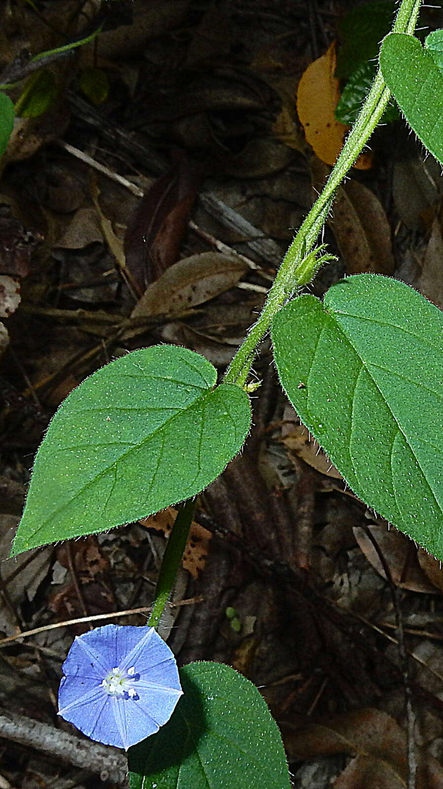 Plancia ëd Jacquemontia sphaerostigma (Cav.) Rusby