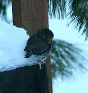 Image of Northern Pygmy Owl