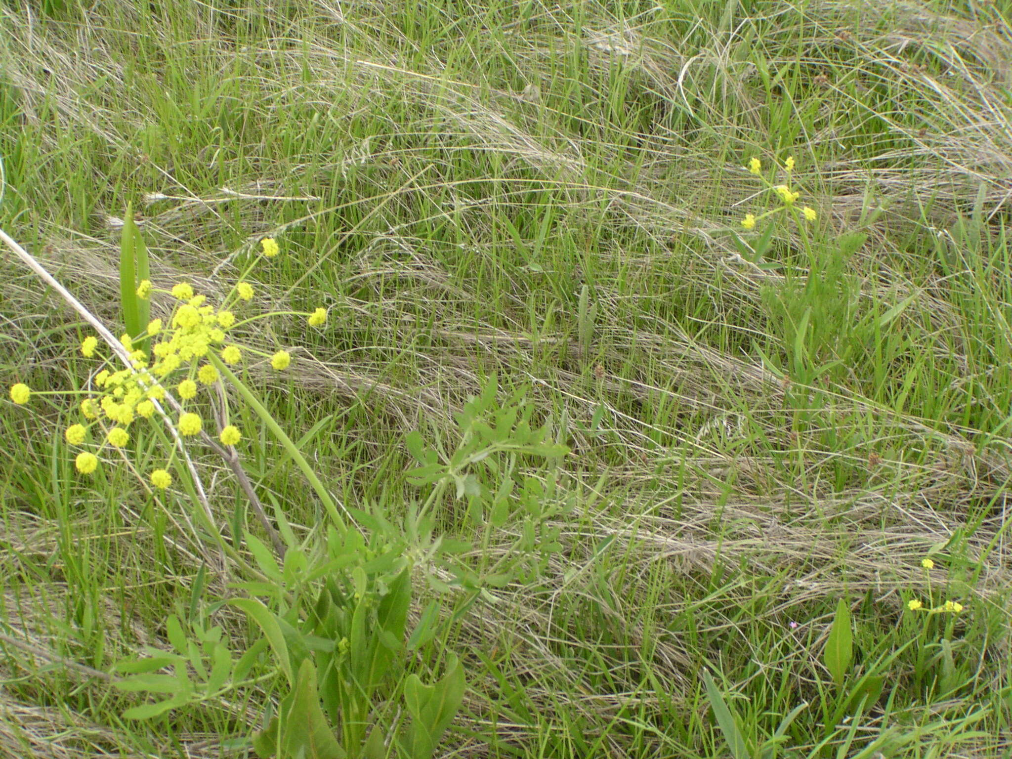 Image of leafy wildparsley