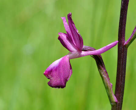 Image of Loose-flowered orchid