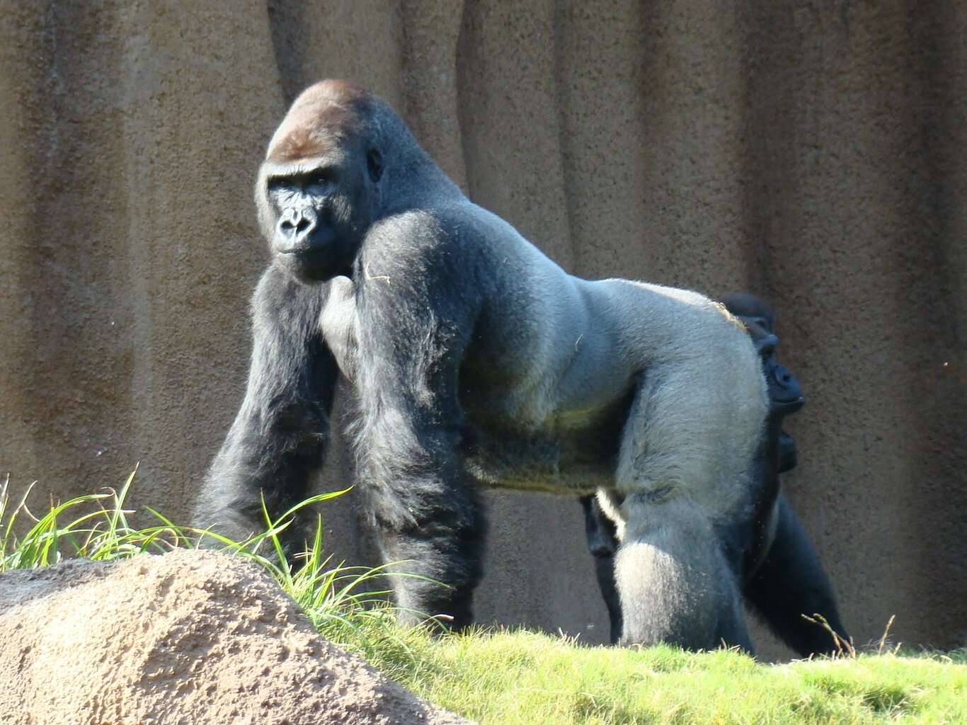 Image of Gorillas