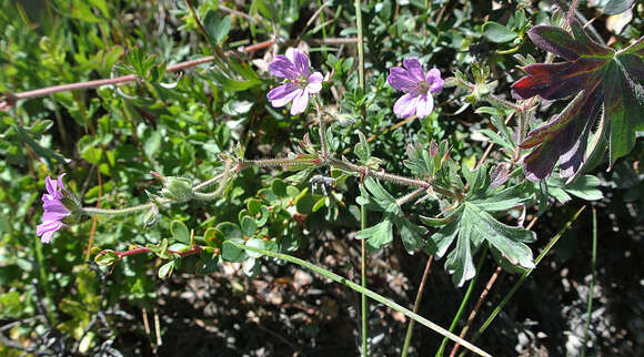 Image of Geranium magellanicum Hook. fil.