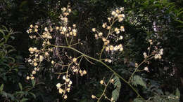 Image of acacia