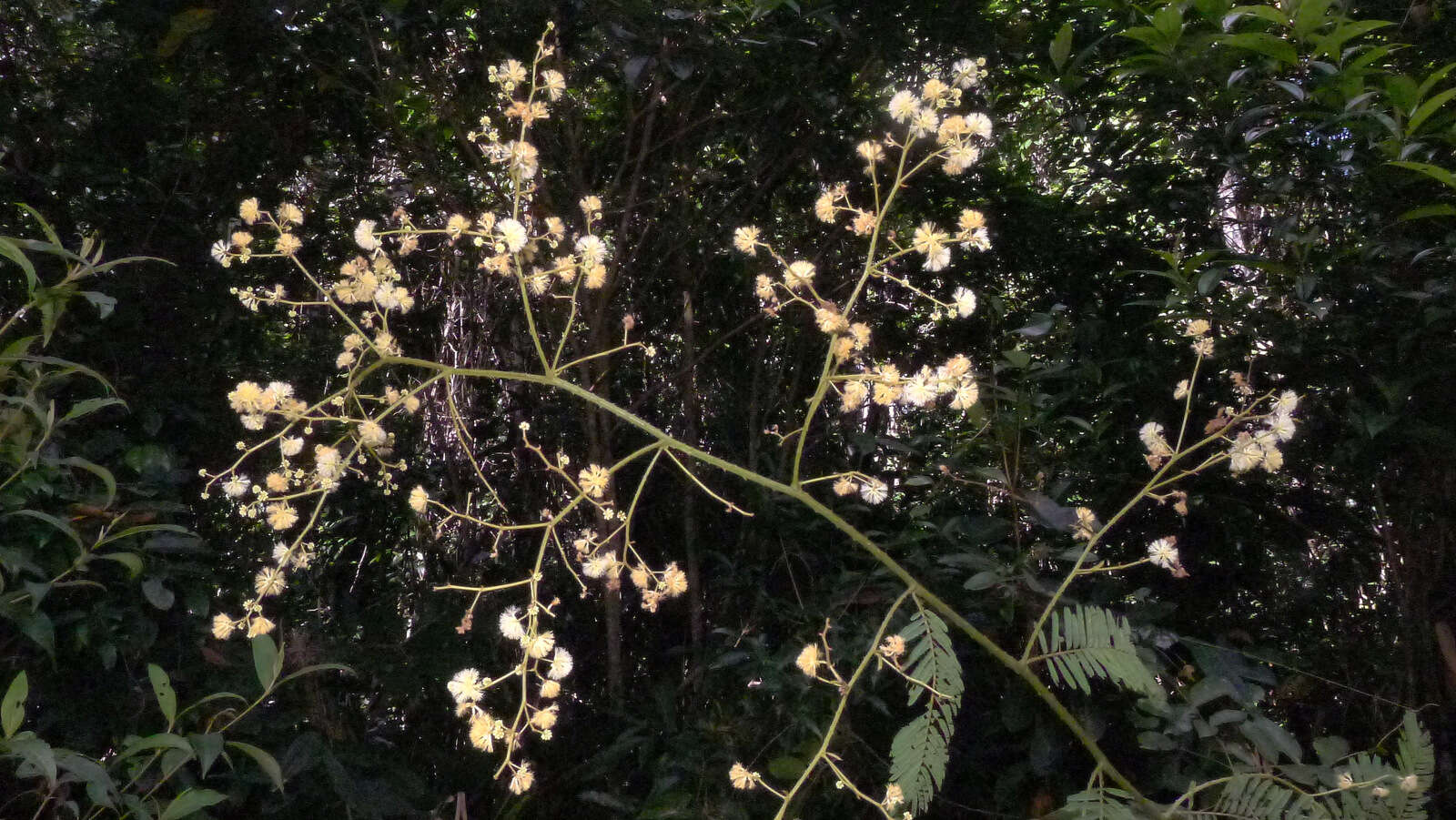 Image of Senegalia martiusiana (Steud.) Seigler & Ebinger