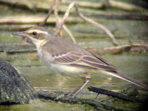 Image of Eastern Yellow Wagtail