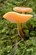 Image of Flammulina