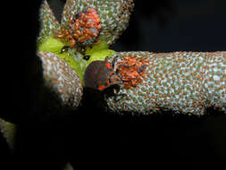 Image of Yagrumo Hembra, Trumpet-Tree