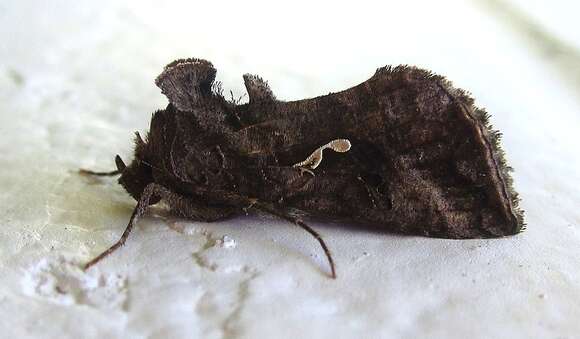 Image de Autographa precationis Guenée 1852