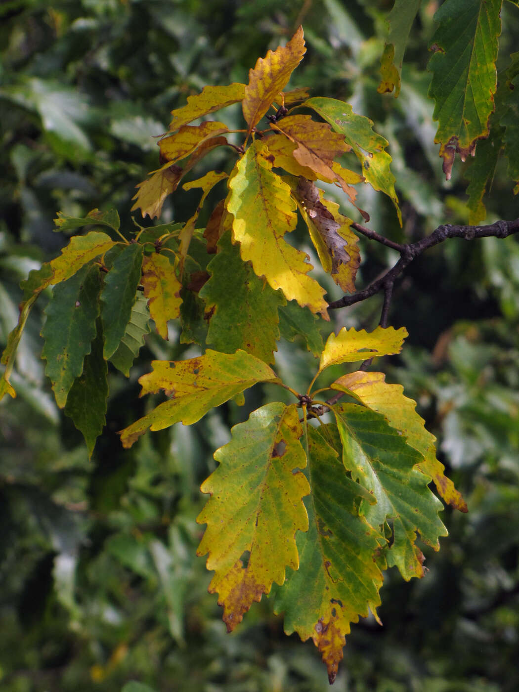 Sivun Quercus michauxii Nutt. kuva