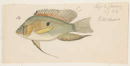 Image of Acarichthys