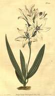 Sivun Iridaceae kuva