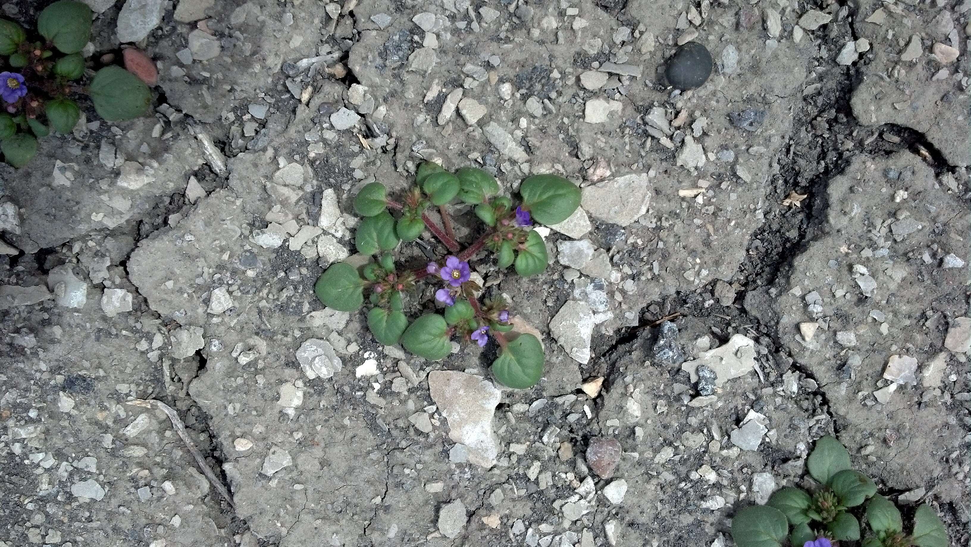 Phacelia demissa A. Gray的圖片