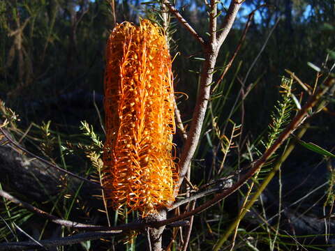 Image of heath-leaf banksia