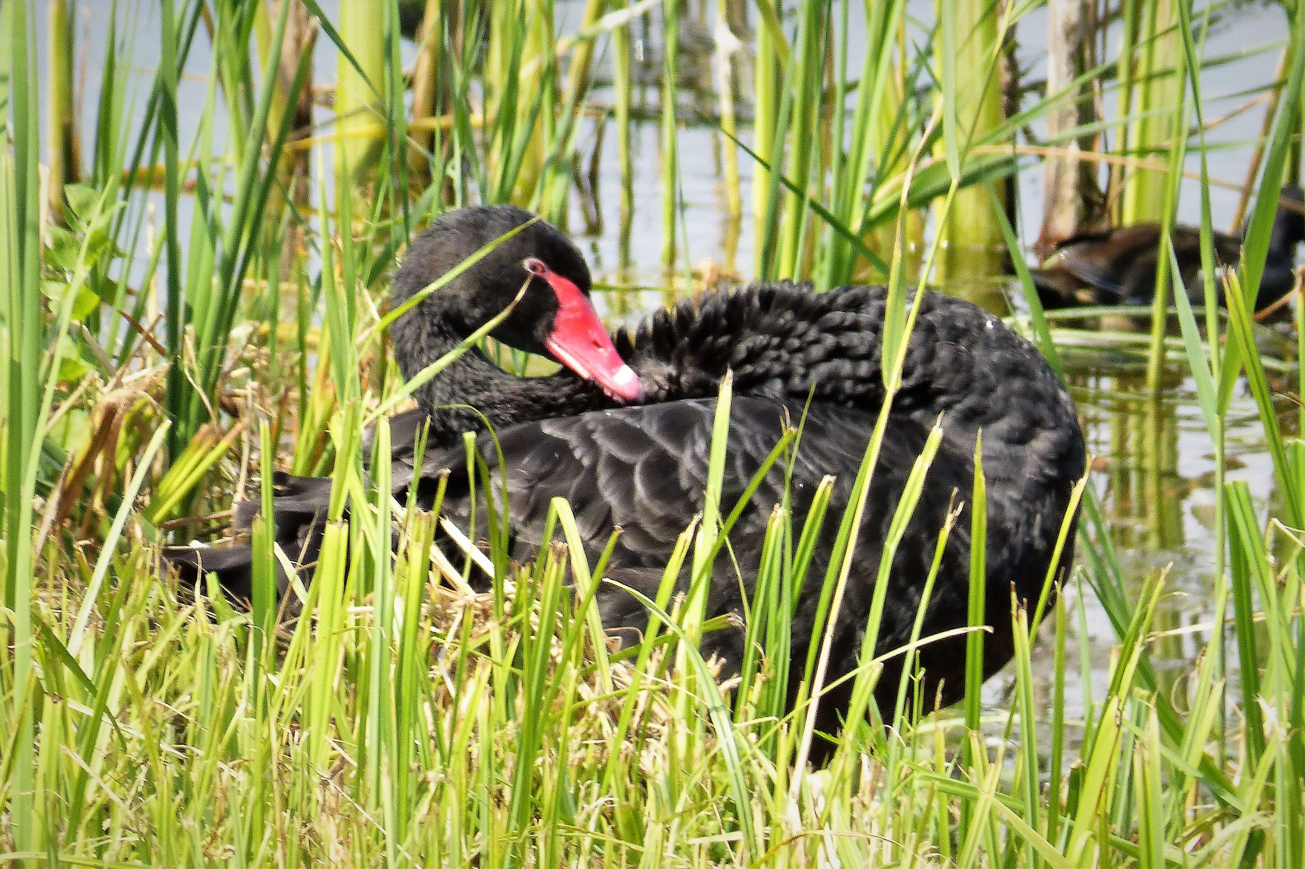 Image of Black Swan