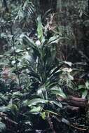 Image of cordyline