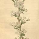 Image de Hippomarathrum dichotomum (Pall. ex Bieb.) Link