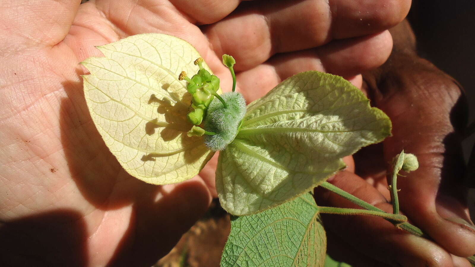 Image of Dalechampia tiliifolia Lam.