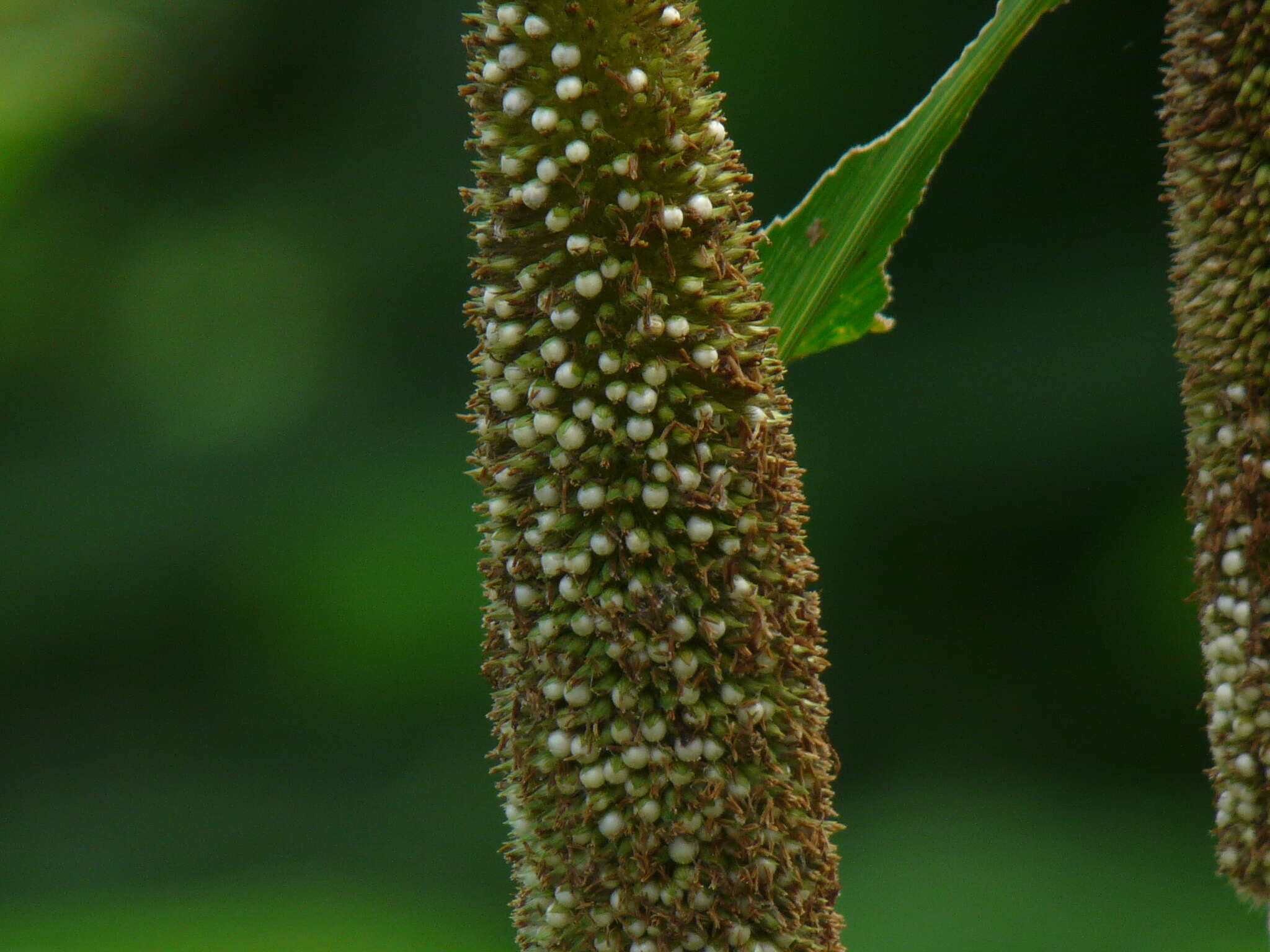 Image of sandbur