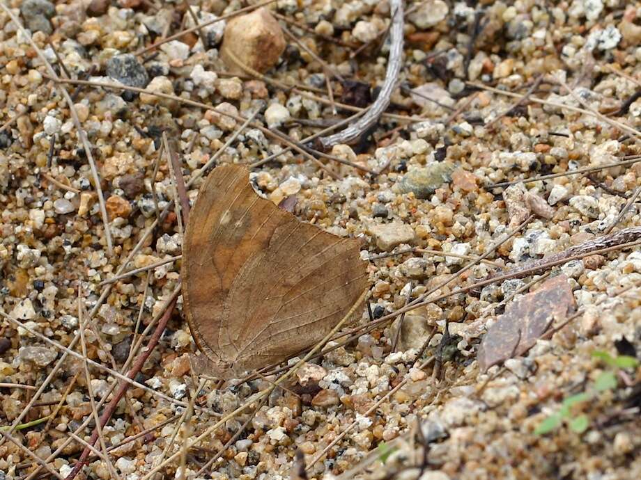 Plancia ëd Melanitis leda Linnaeus 1758