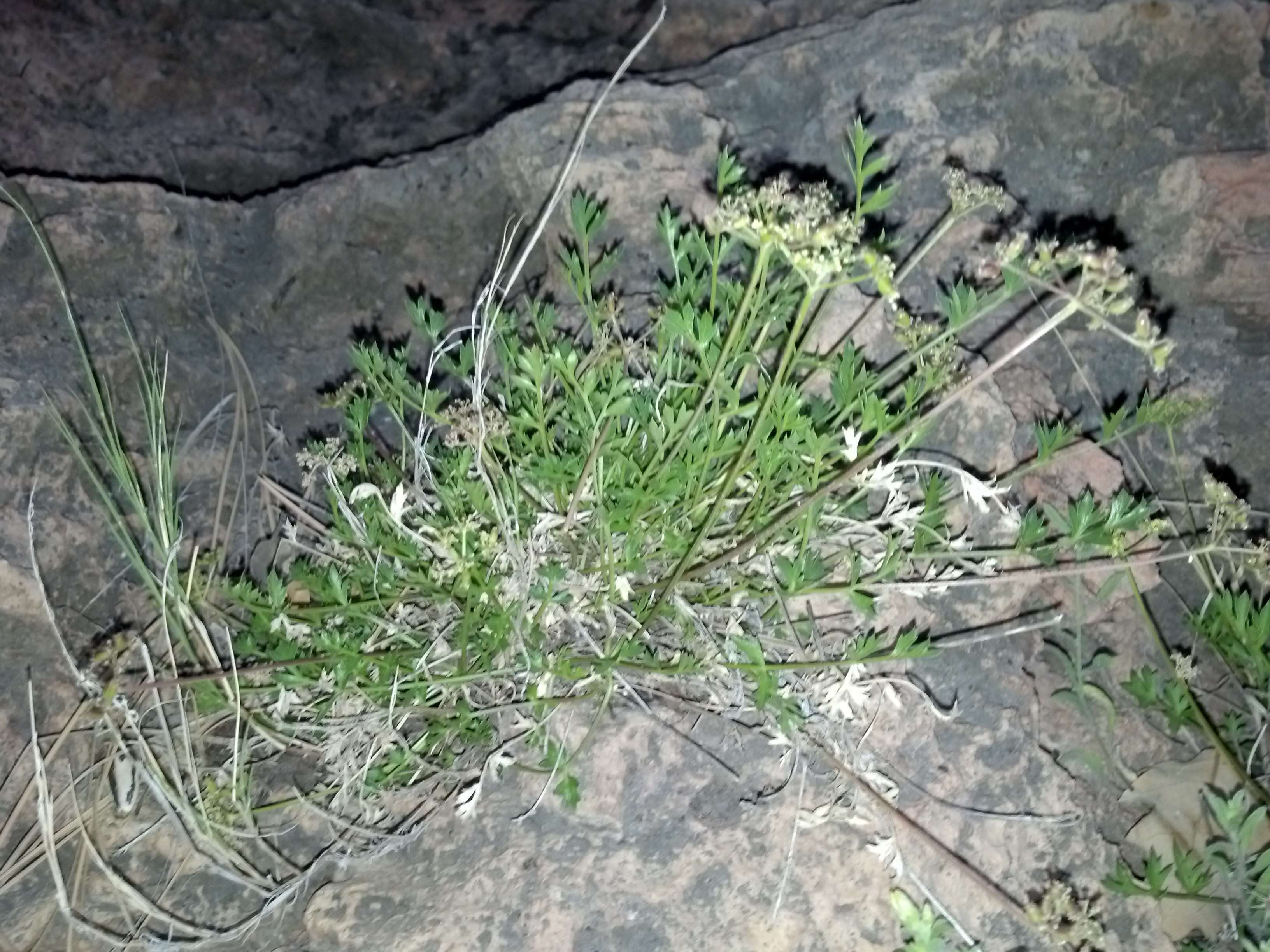 Image of Indian parsley