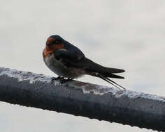 Imagem de Hirundo neoxena Gould 1842