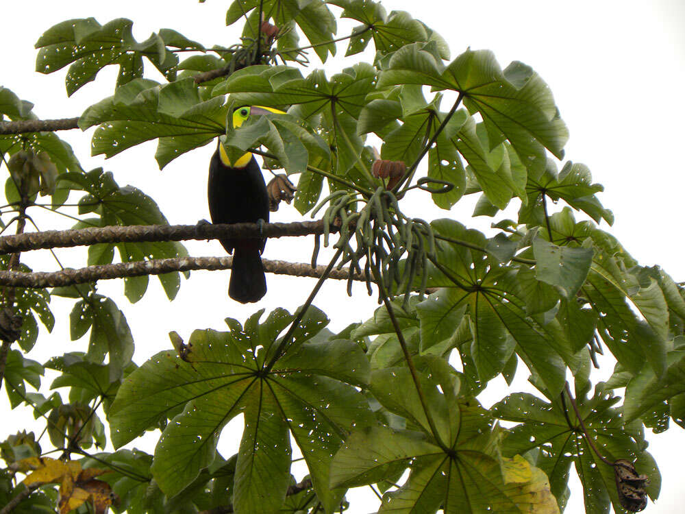 Image of Yagrumo Hembra, Trumpet-Tree