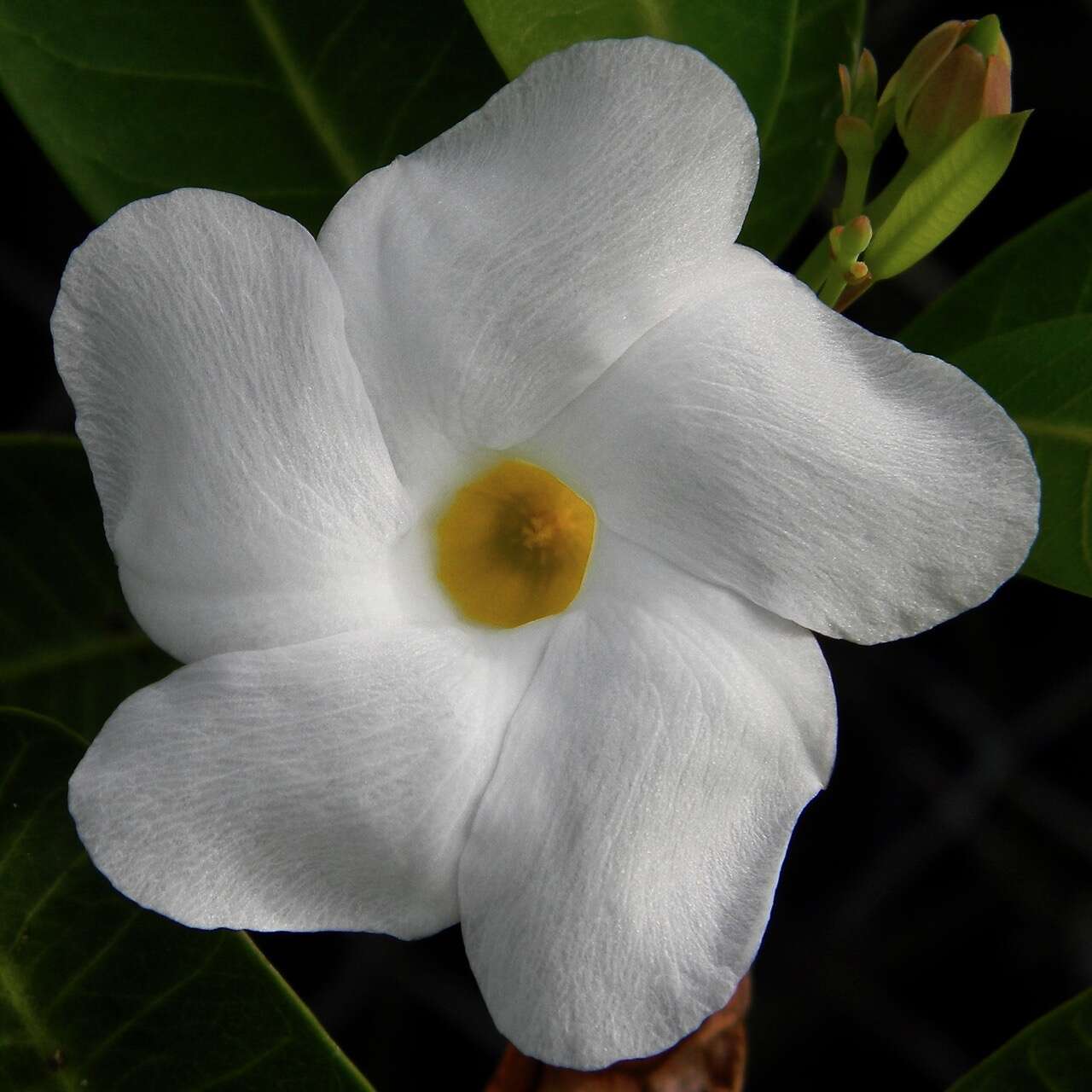 Image of Mangrovevine