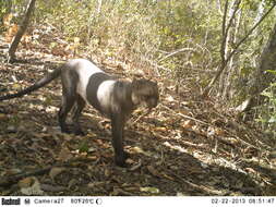 Image of Florida panther