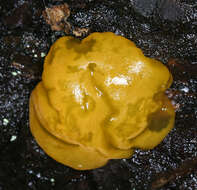 Image of Orange jelly spot