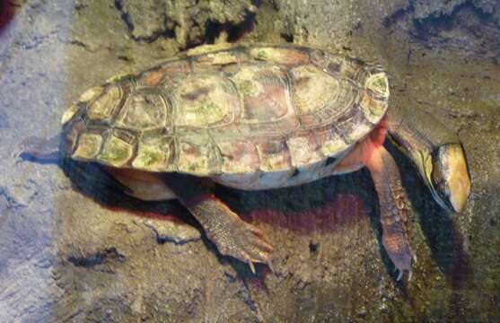 Image of Asian box turtle