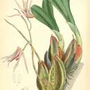 Imagem de Dendrobium treacherianum Rchb. fil. ex Hook. fil.