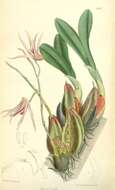 Image of Dendrobium treacherianum Rchb. fil. ex Hook. fil.