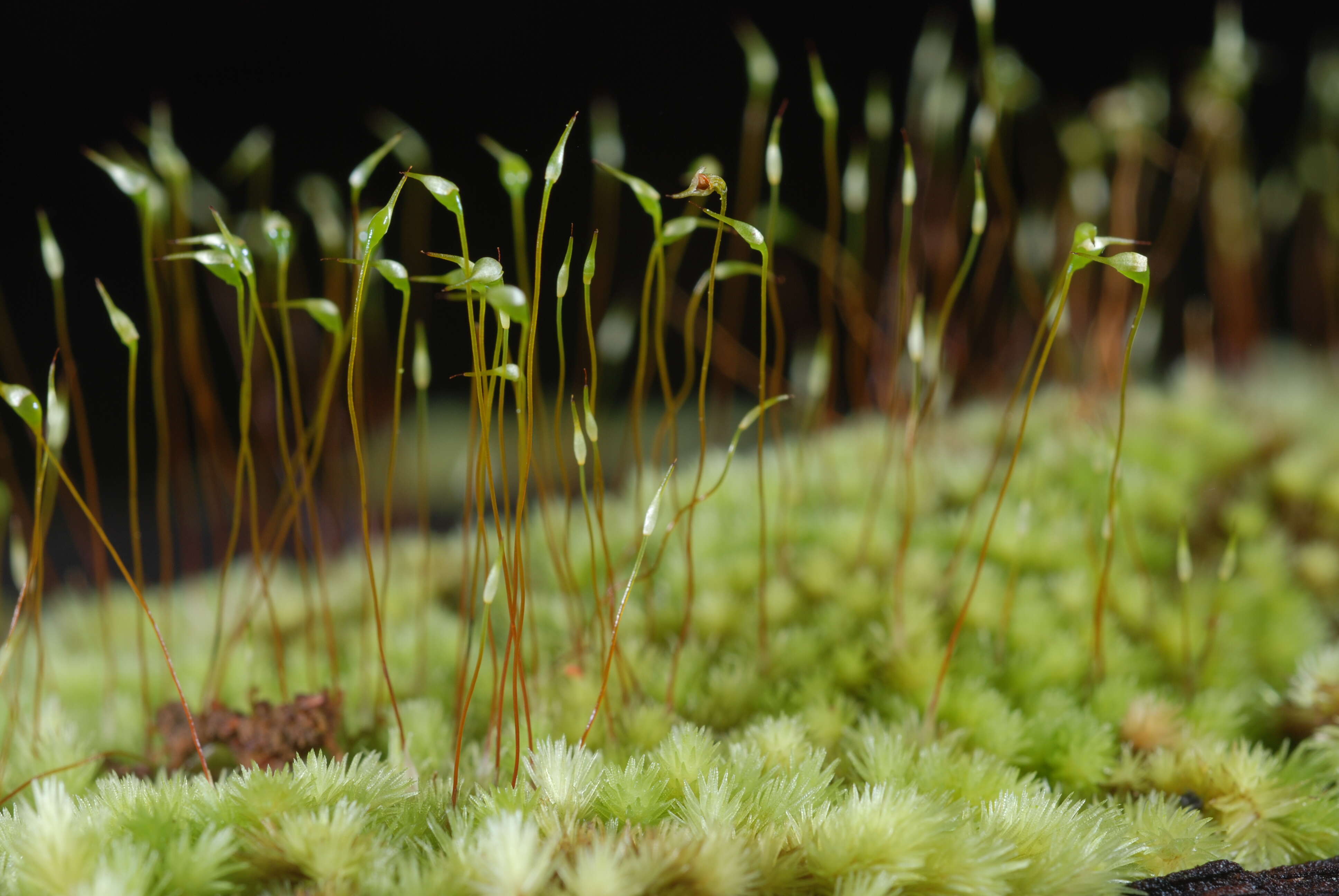 Image of leucobryum moss