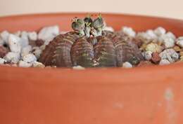 Image of Euphorbia obesa Hook. fil.