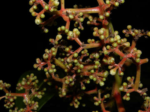 Image of Ocotea rivularis Standley & L. O. Williams