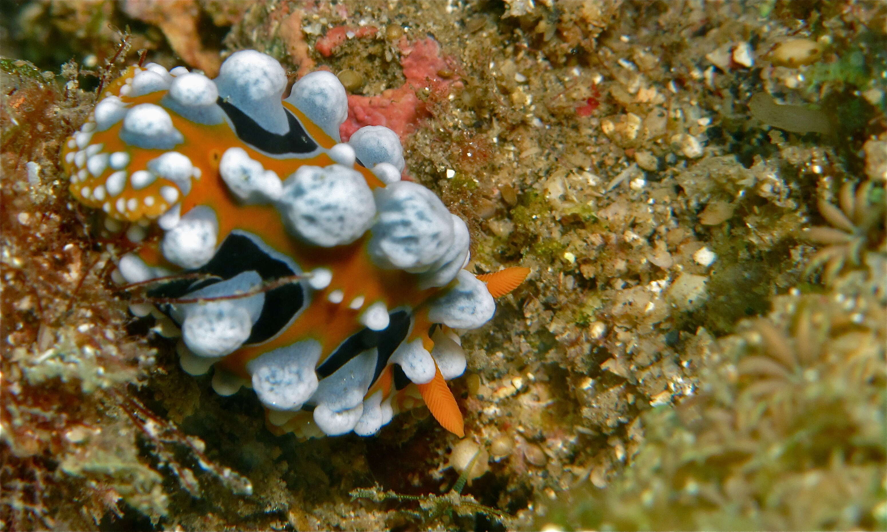 Image of Lumpy yellow eyespot slug