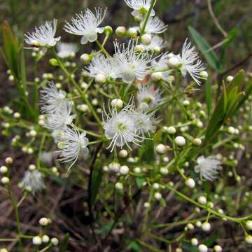 Imagem de Myrcia guianensis (Aubl.) DC.