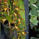 Слика од Oncidium cruentoides M. W. Chase & N. H. Williams